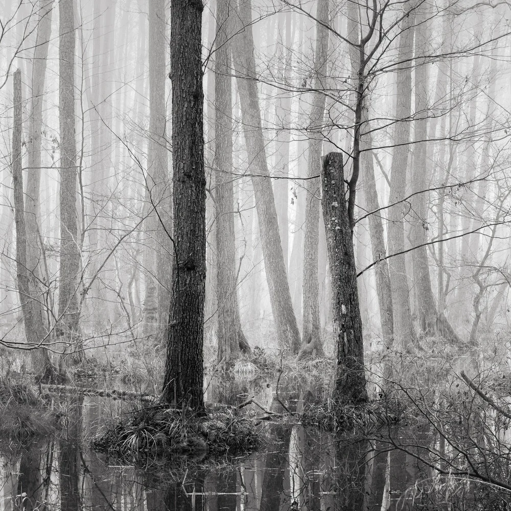 Sumpflandschaft im Nebel - fotokunst von Thomas Wegner