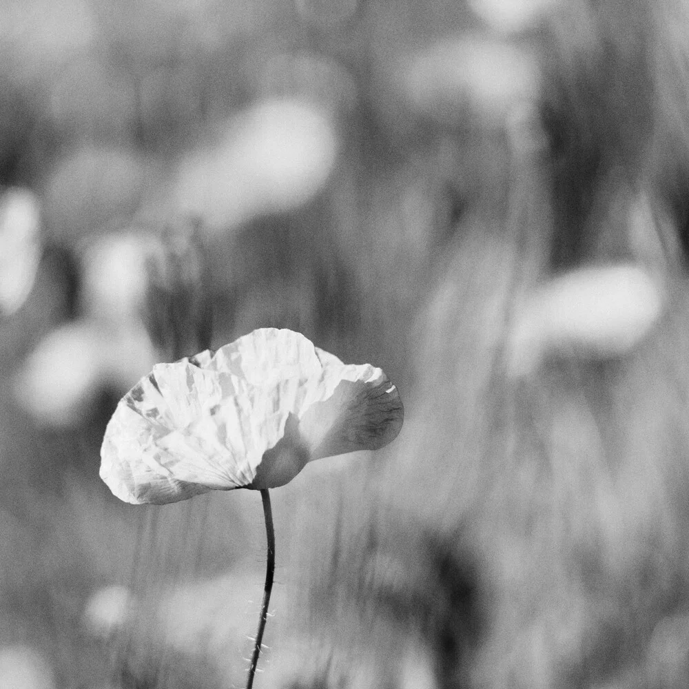 Mohnblume in schwarz weiß - fotokunst von Thomas Wegner