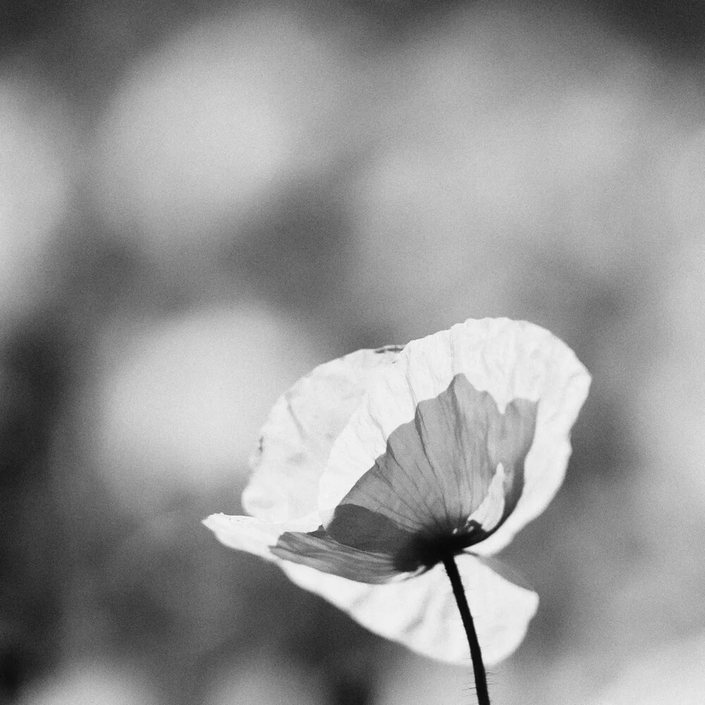 Mohnblume in schwarz weiß - fotokunst von Thomas Wegner