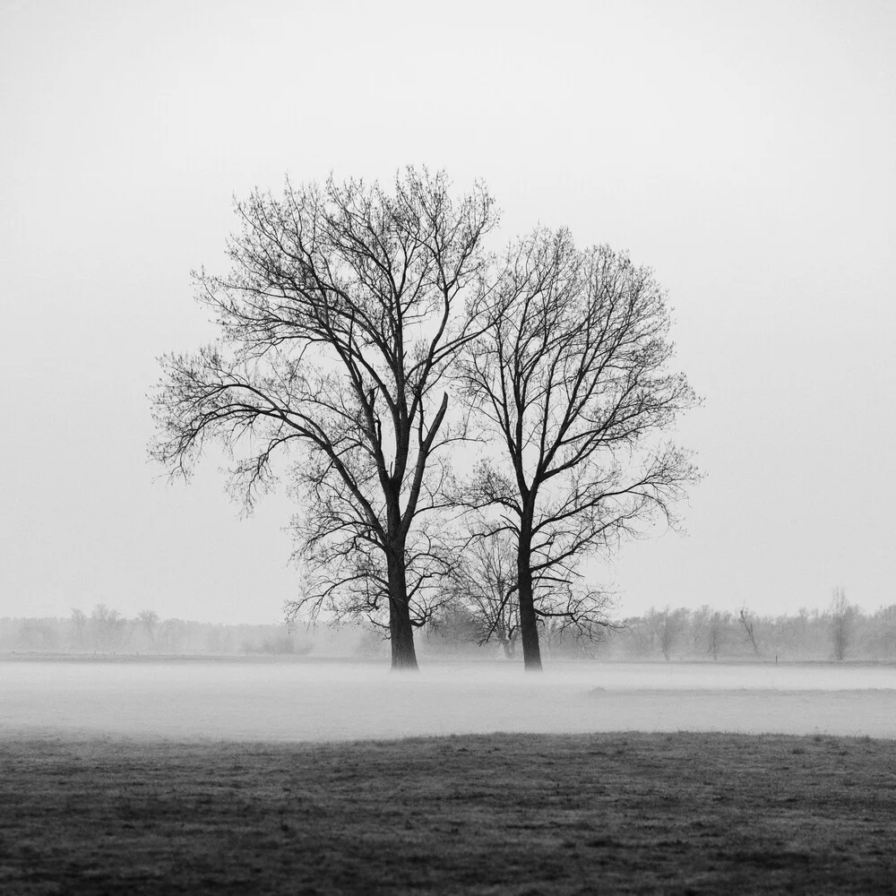 Bäume im Nebel - fotokunst von Thomas Wegner