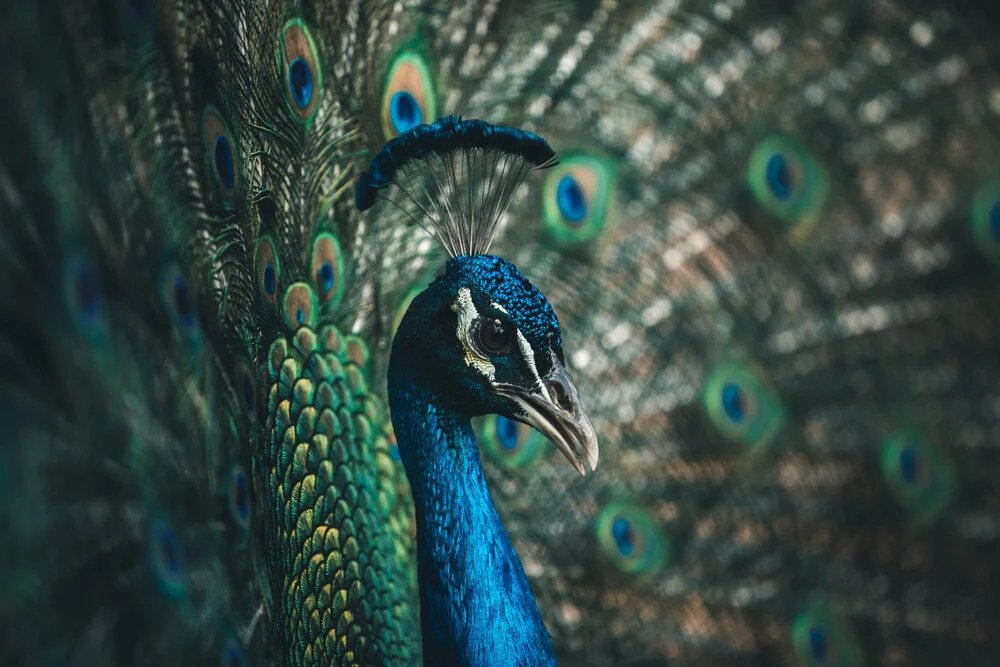Proud peacock - fotokunst von Leander Nardin