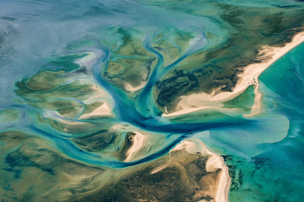 the tree in the ocean - fotokunst von Leander Nardin