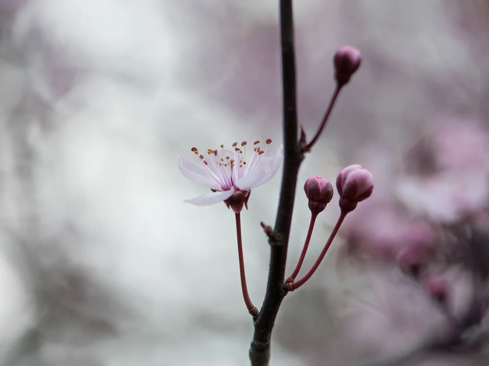 Blühphase - fotokunst von Anna Brano