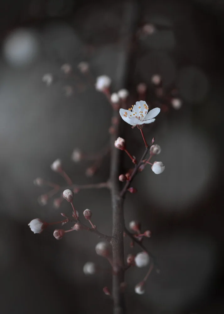 Lightness - Fineart photography by Anna Brano