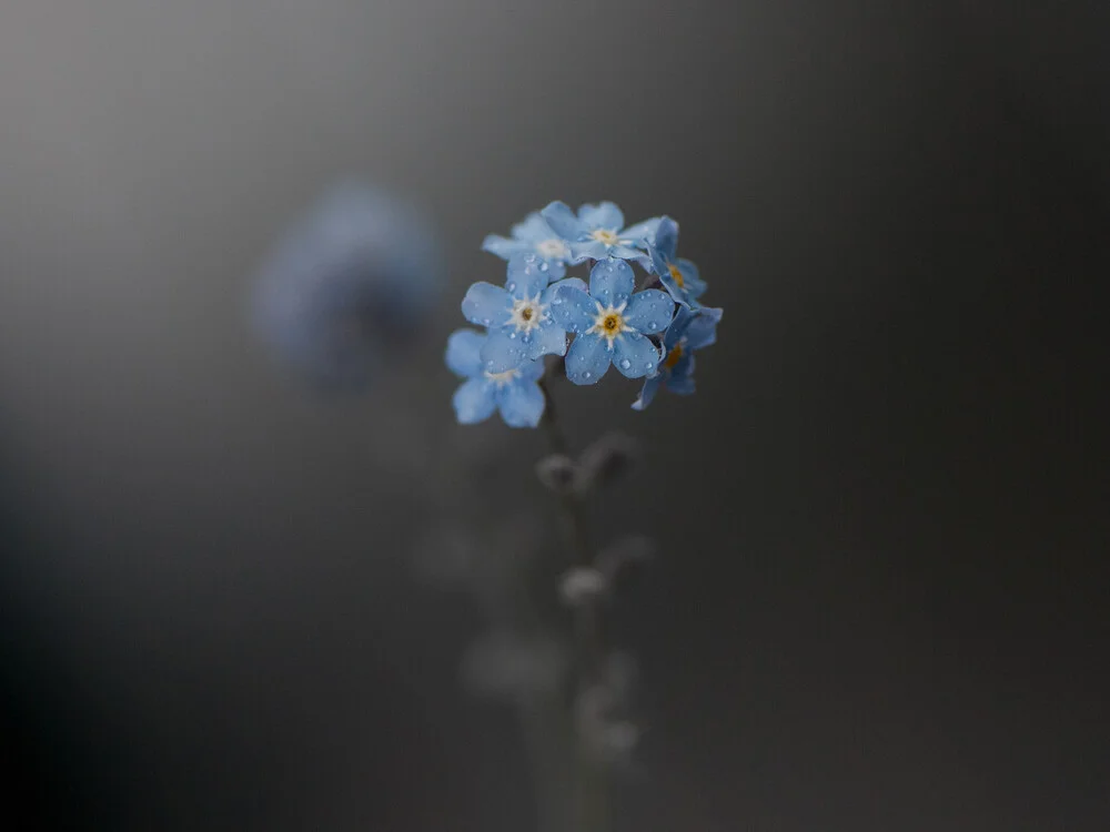 Forget-me-not - Fineart photography by Anna Brano
