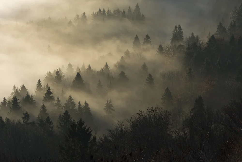 Morgennebel - fotokunst von Thomas Staubli