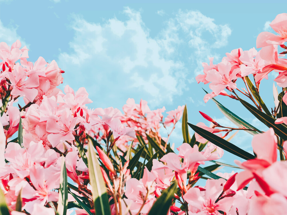 Blush Blossom II - Fineart photography by Uma Gokhale