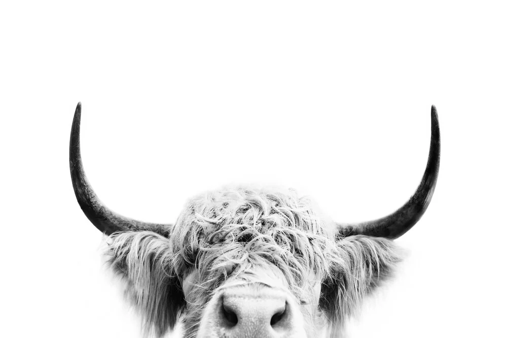 Peeking COW bw - fotokunst von Kathrin Pienaar