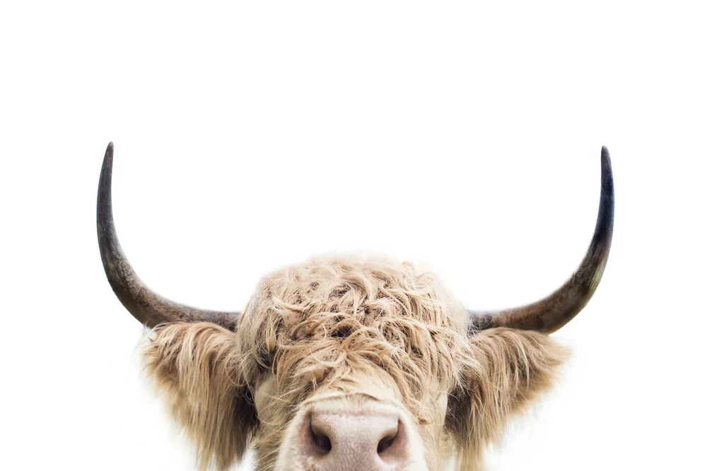Peeking cow - fotokunst von Kathrin Pienaar