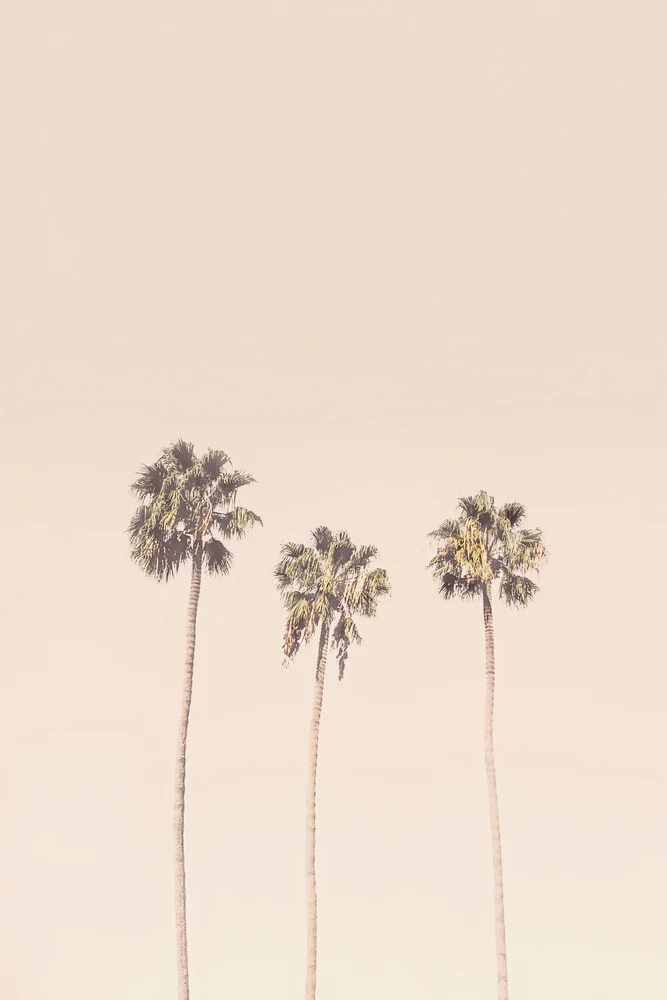 Sunset Palm trees - Fineart photography by Kathrin Pienaar