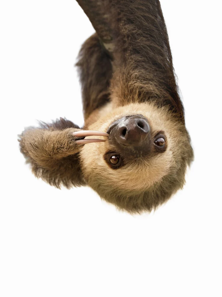 Sloth - Fineart photography by Kathrin Pienaar
