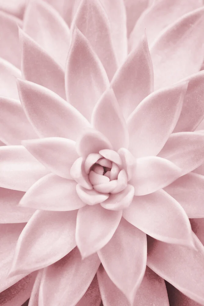 Pink Succulent - fotokunst von Kathrin Pienaar