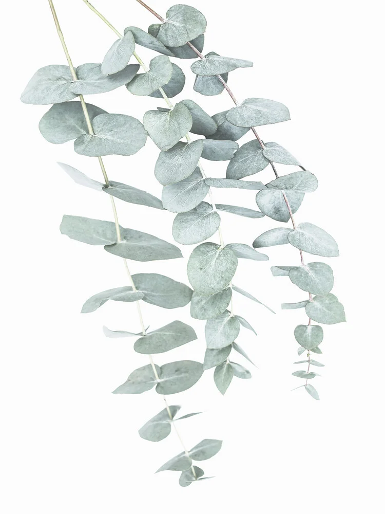 Eucalyptus 2 - Fineart photography by Kathrin Pienaar