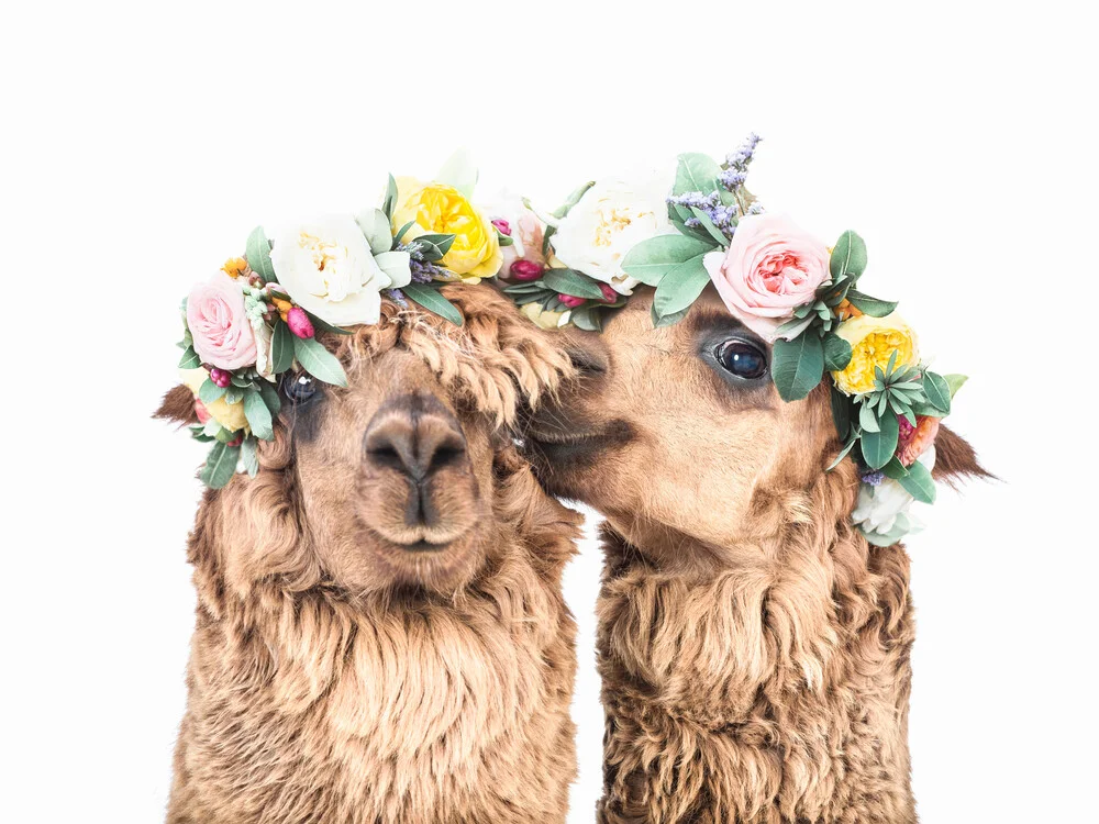 Boho Llamas - fotokunst von Kathrin Pienaar