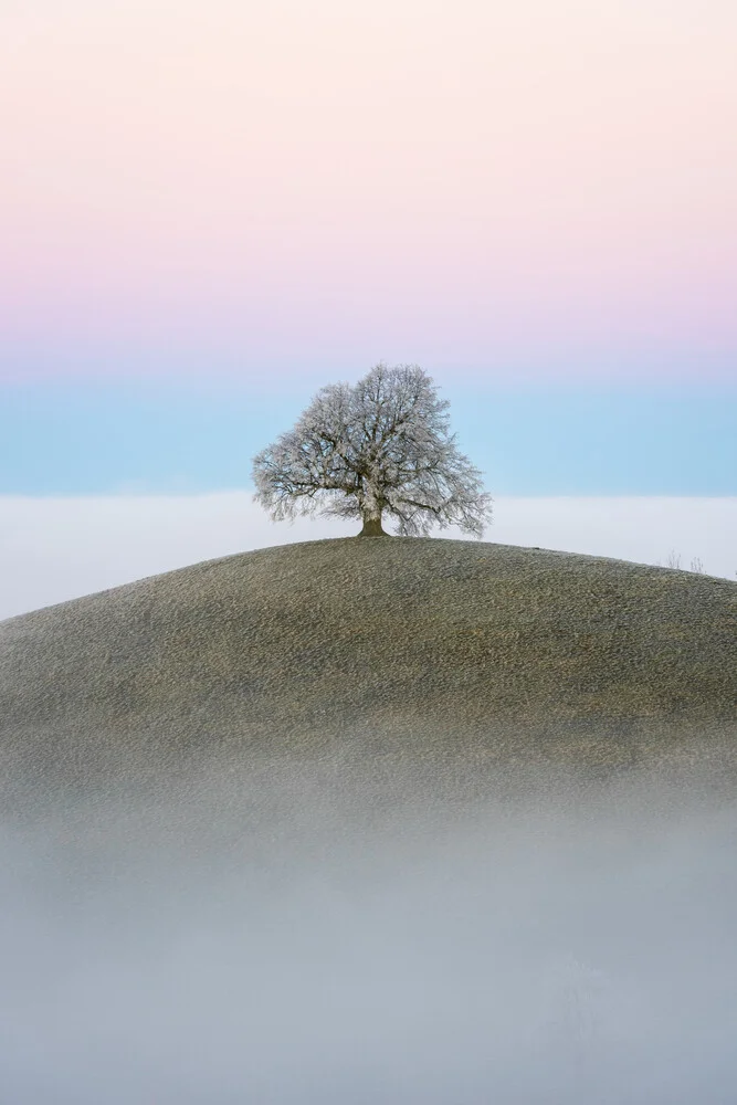 Alter Lindenbaum - fotokunst von Thomas Staubli