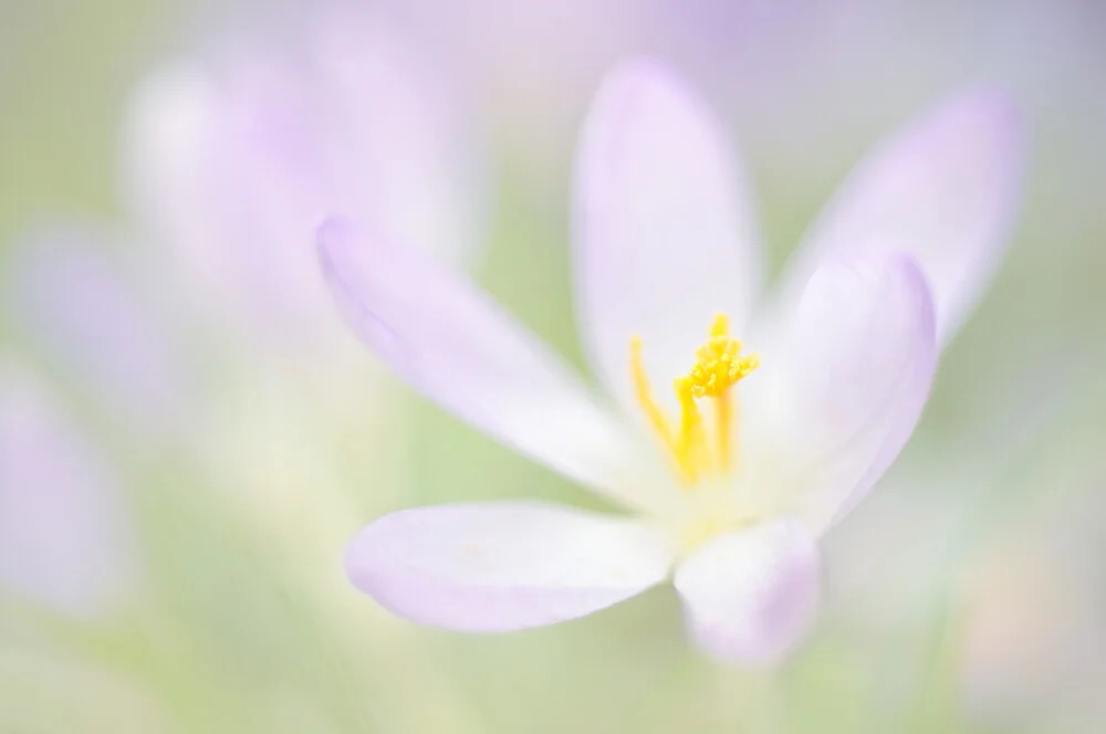 Heralds of spring - Fineart photography by Rolf Schnepp