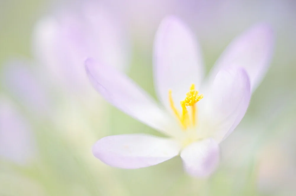 Frühlingsboten - fotokunst von Rolf Schnepp