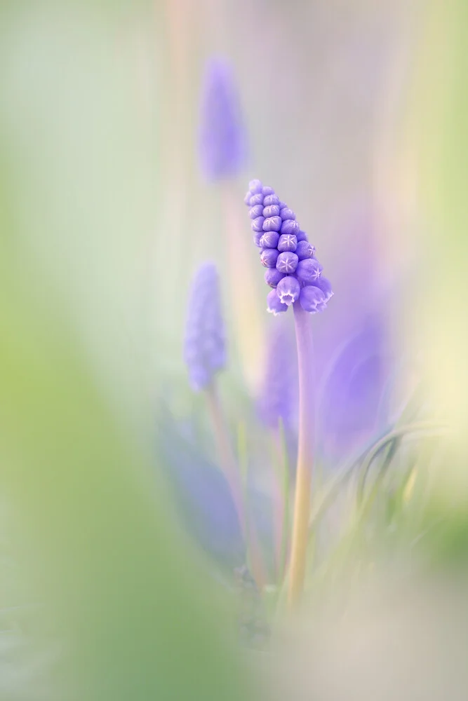 Grape hyacinth - Fineart photography by Rolf Schnepp