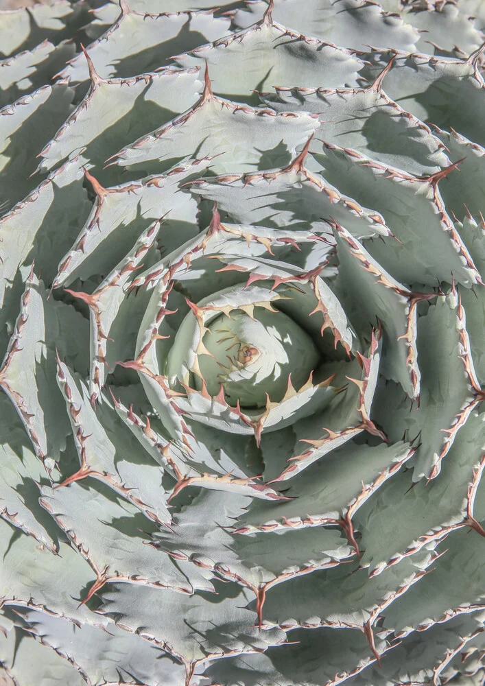 Agave - Fineart photography by Shot By Clint
