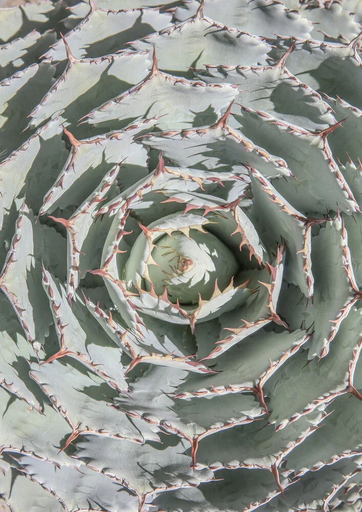 Agave - fotokunst von Shot By Clint