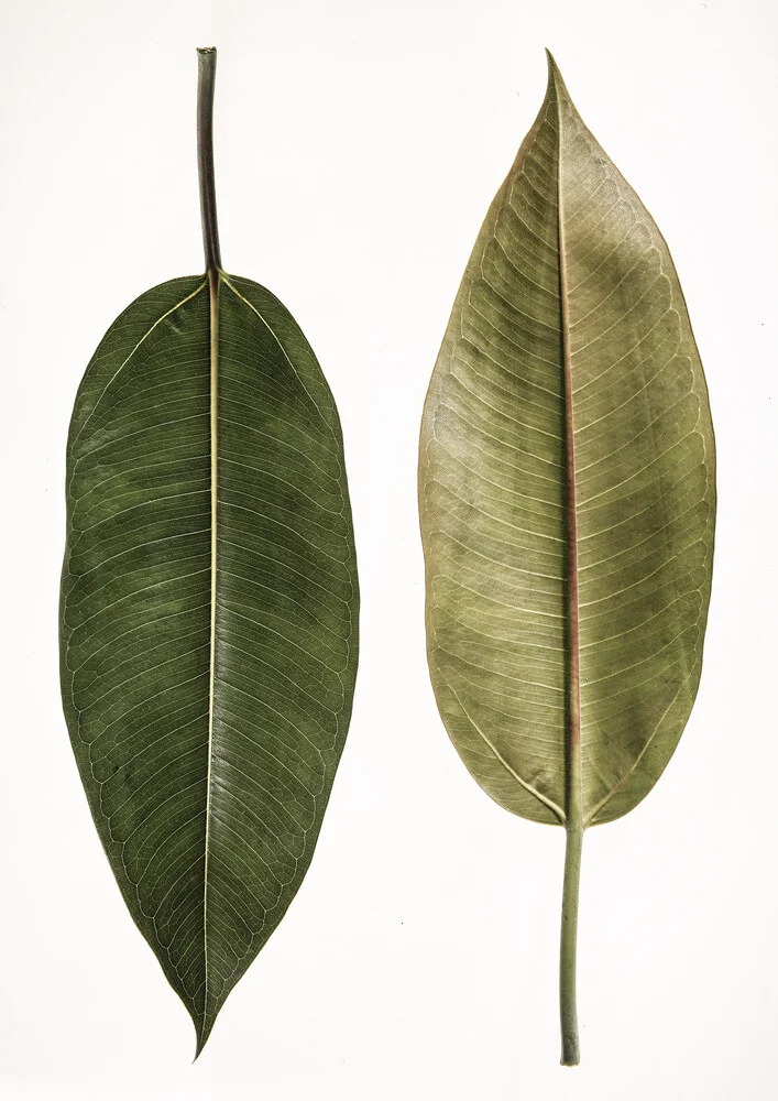 Leaf Study 5 - Fineart photography by Shot By Clint
