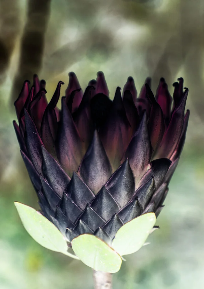 King Protea - fotokunst von Shot By Clint