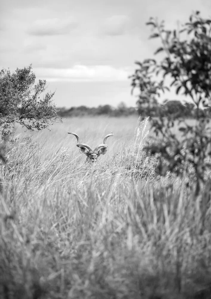 Kudu - fotokunst von Shot By Clint