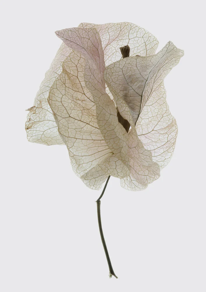 Bougainvillea Study 2 - Fineart photography by Shot By Clint