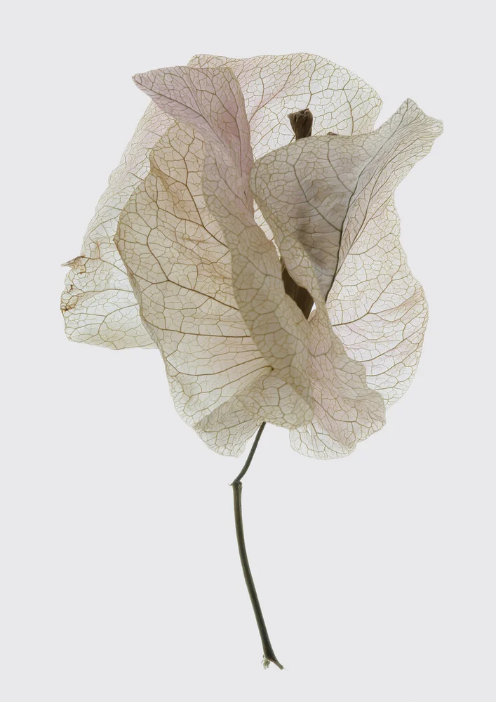 Bougainvillea Study 1 - fotokunst von Shot By Clint