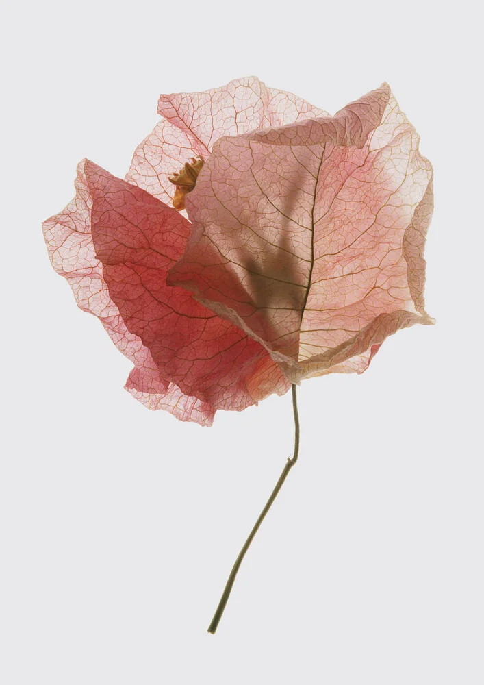 Bougainvillea Study    - Fineart photography by Shot By Clint