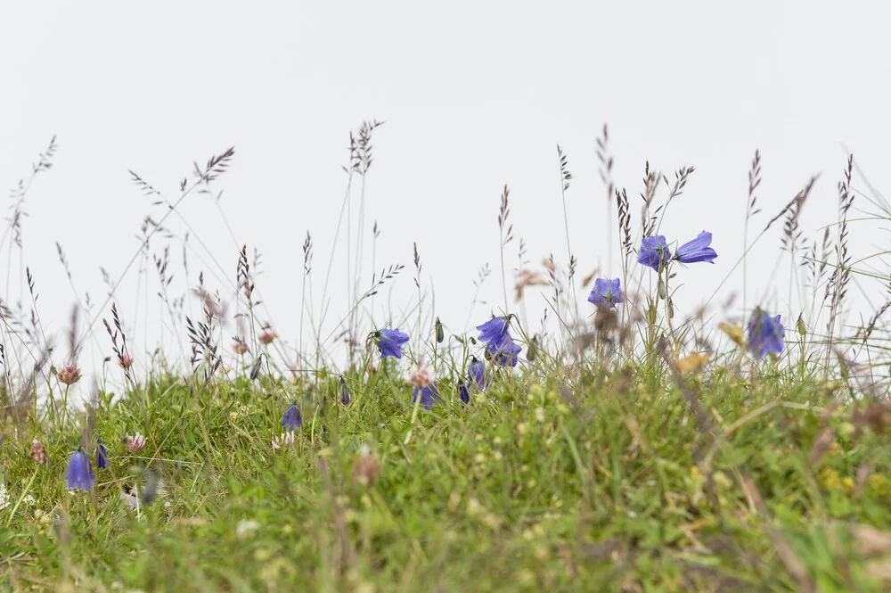 Alpen-Glockenblumen - fotokunst von Thomas Staubli