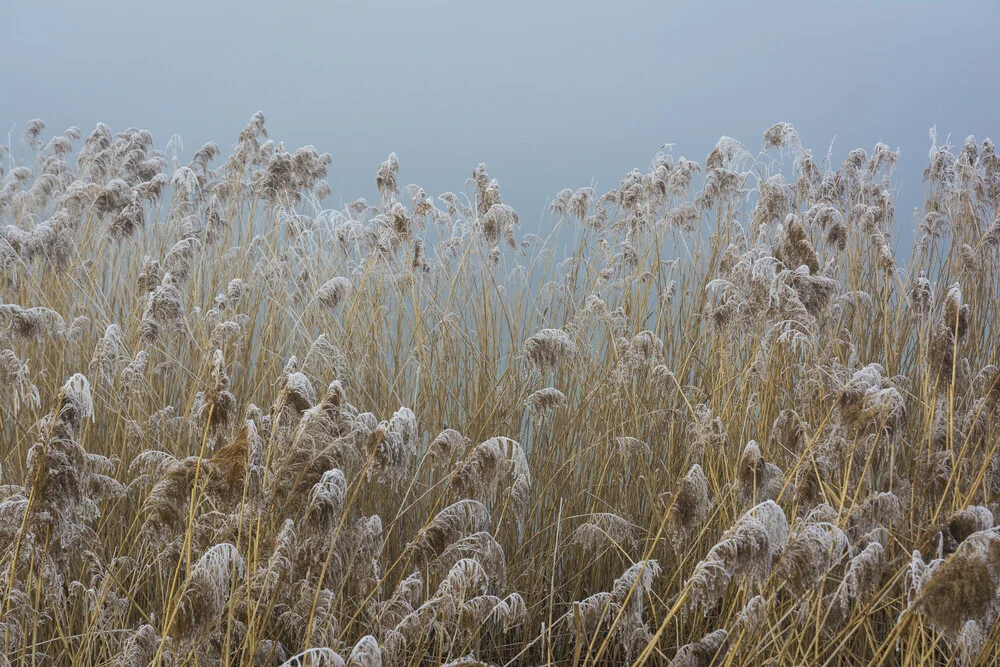 Schilf - fotokunst von Thomas Staubli