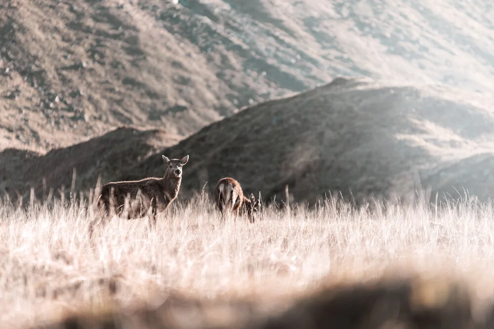 Wild deer in the Highlands of Scotland - Fineart photography by Felix Baab