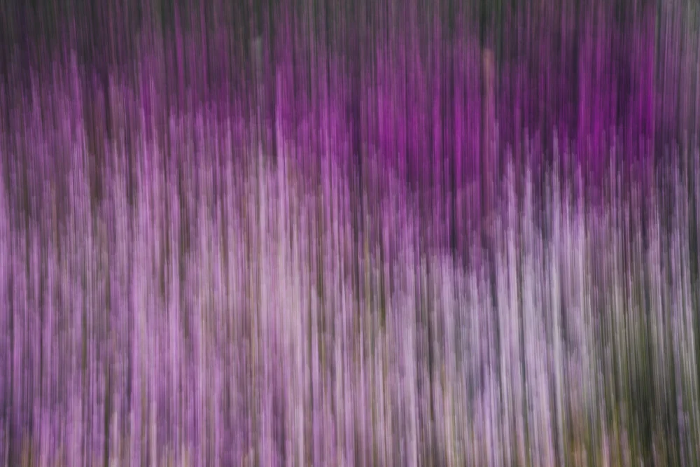 Blurred heather in spring - Fineart photography by Nadja Jacke