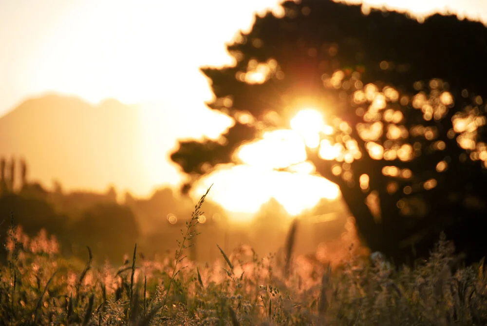 Cornfield - Fineart photography by Marco Entchev