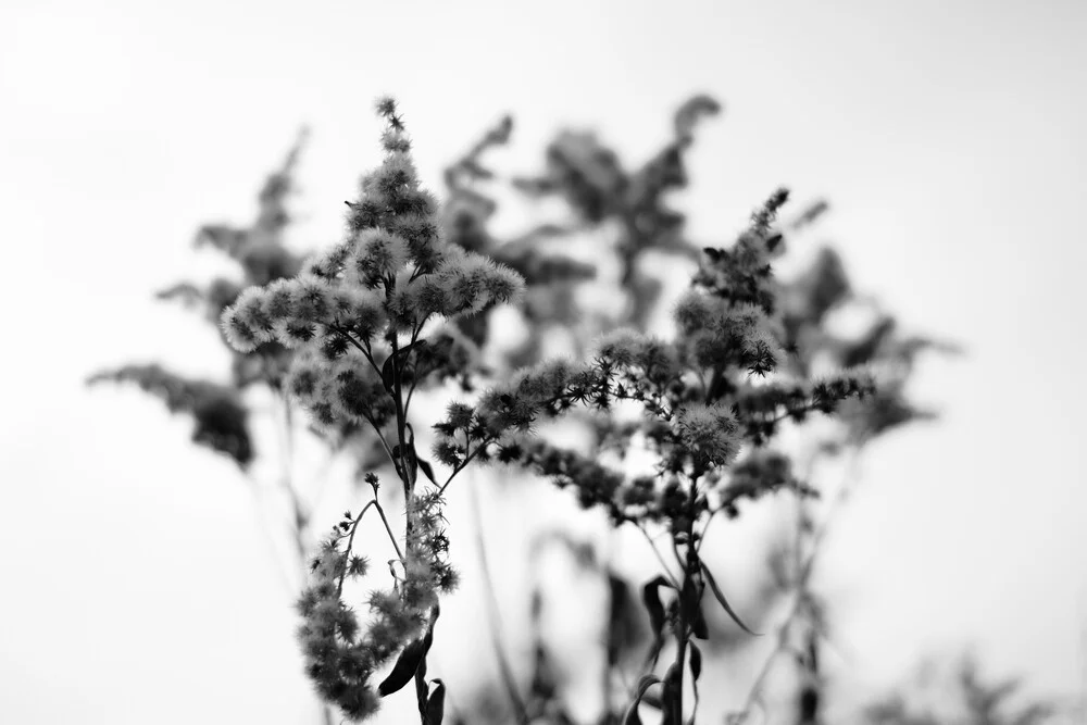 Gentle nature - Fineart photography by Darius Ortmann