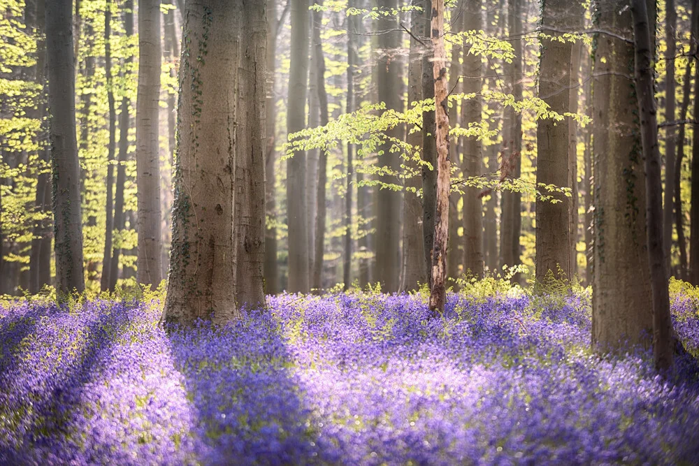 Morgenlicht - fotokunst von Rolf Schnepp