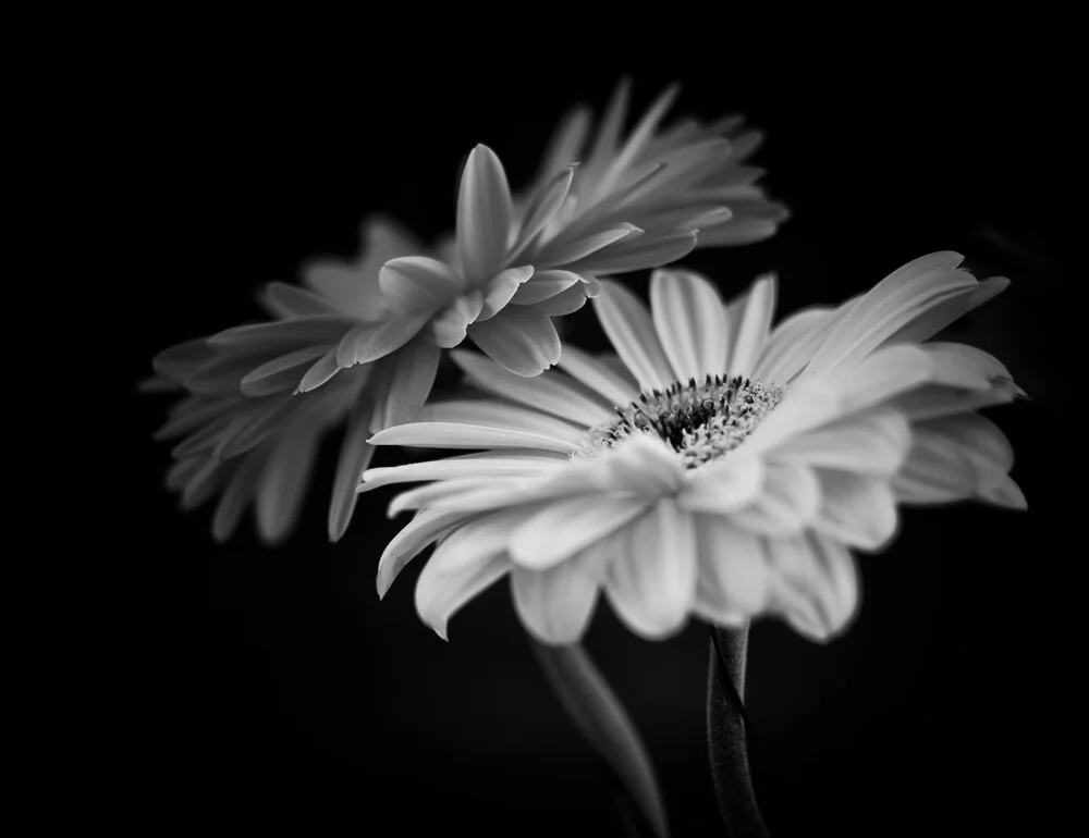 Gerbera in schwarz weiß - fotokunst von Thomas Wegner