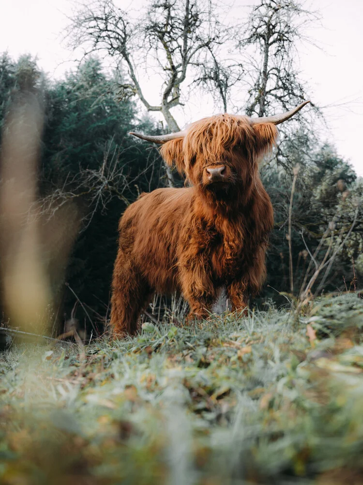 Highland Cattle on field - fotokunst von Kristof Göttling