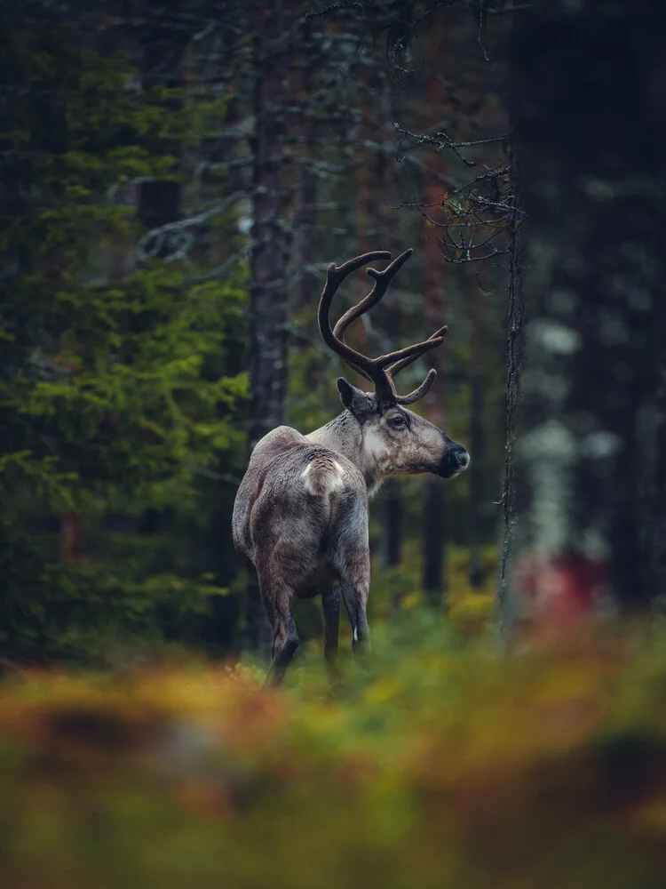 Rentier im Herbstwald - fotokunst von Kristof Göttling