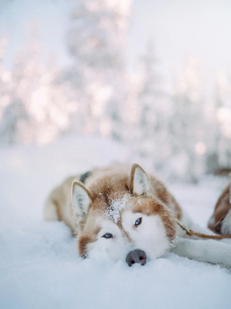 Blue eyed - fotokunst von Kristof Göttling