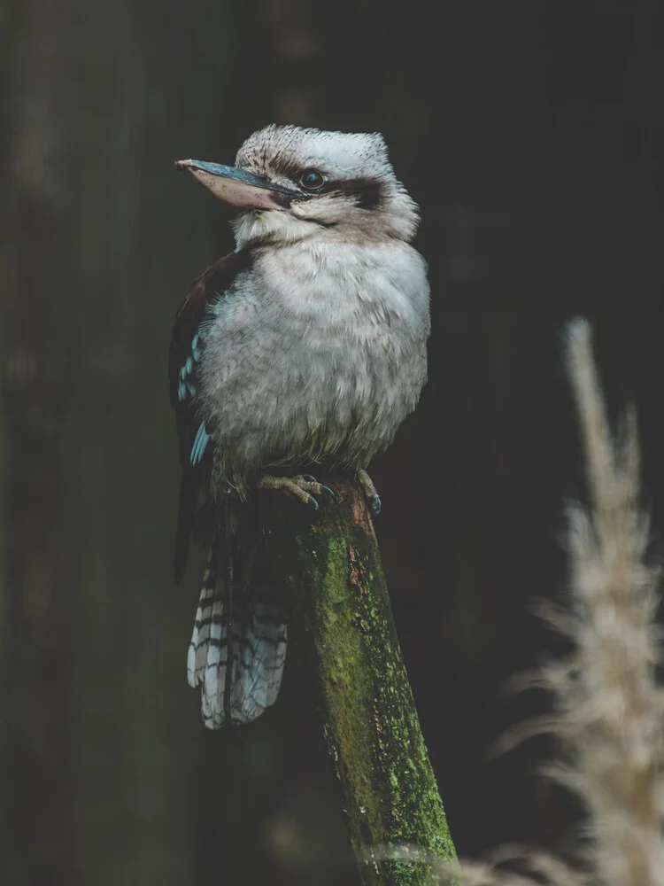 Lachender Hans - fotokunst von Kristof Göttling