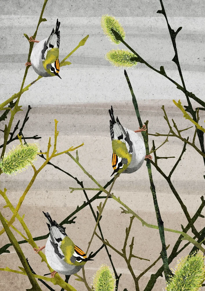 Firecrest birds - fotokunst von Katherine Blower