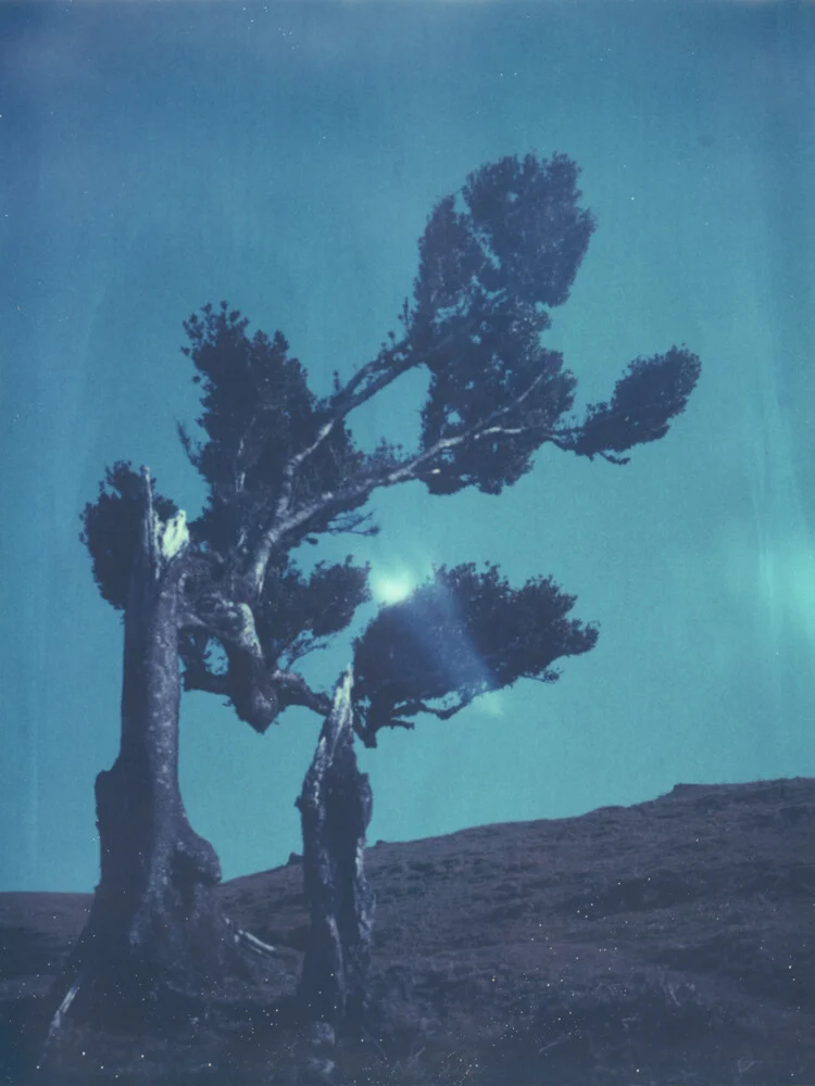 laurel tree - fotokunst von Jennifer Rumbach