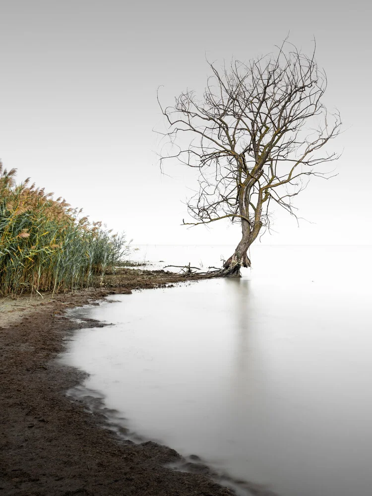 Trasimeno Tree II | Umbrien Italien - fotokunst von Ronny Behnert