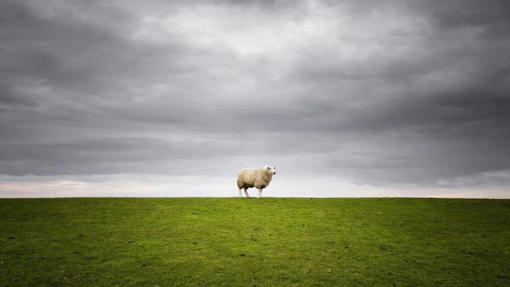 Lonely Sheep - Fineart photography by Carsten Meyerdierks