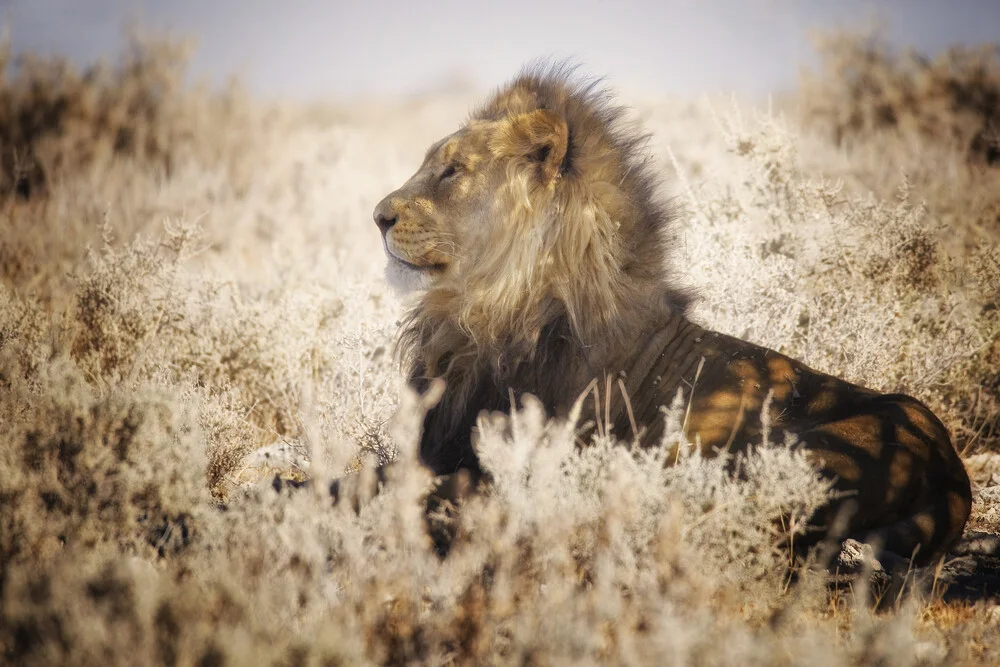 The King - fotokunst von Carsten Meyerdierks