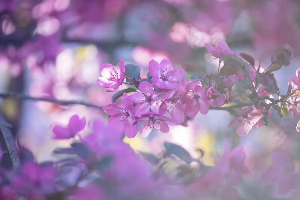 Zierapfel Blüte - fotokunst von Nadja Jacke