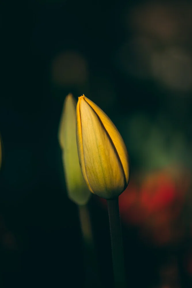 Tulpenknospe II - fotokunst von Björn Witt