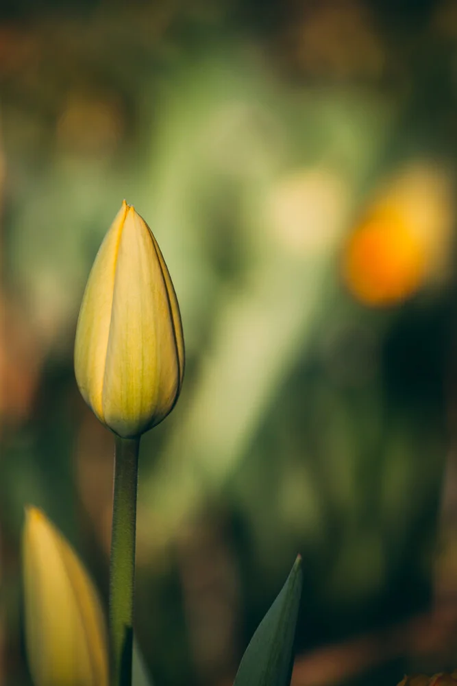 Tulpenknospe III - fotokunst von Björn Witt